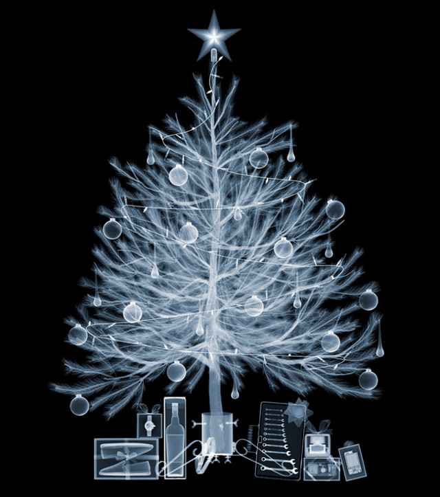 Sapin radiographié par Nick Veasey