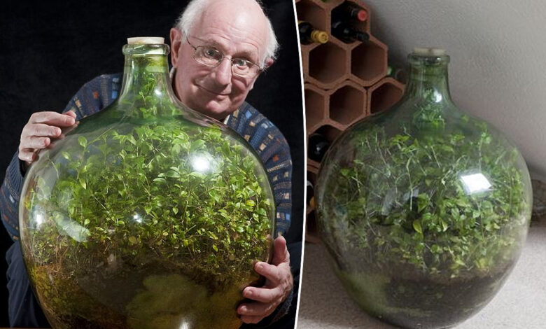 Un homme avec une plante dans une bouteille