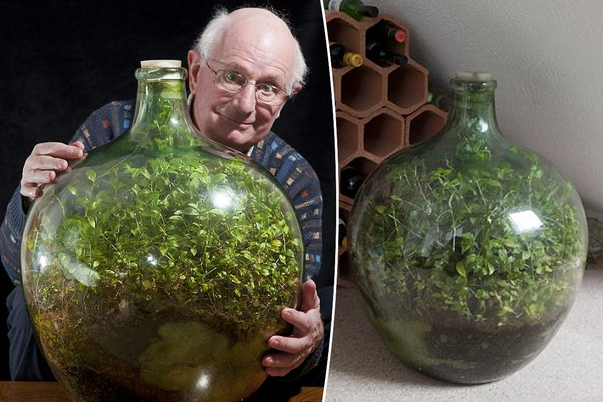 Для бутылки чтобы наливать. Сад в бутылке дэвида латимера. Стеклянная бутылка с пробкой. Пробка для бутылки вина. Герметично закупоренная бутыль.