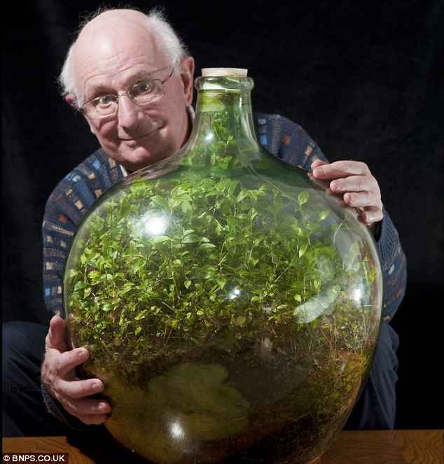 Enfermée dans une bouteille depuis 53 ans et arrosée seulement en 1972, une plante a créé son propre éco-système