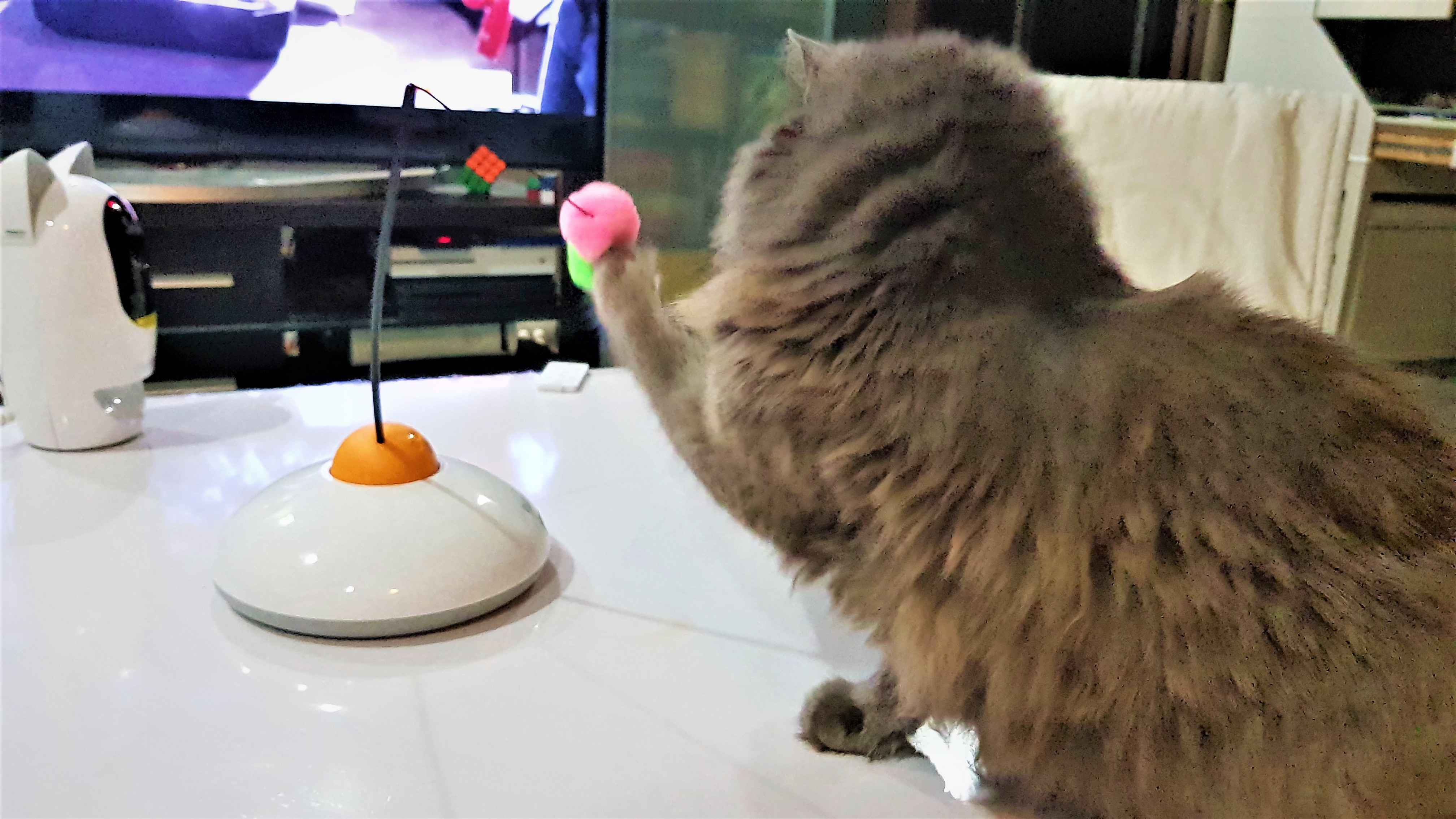 jouet chat connecte