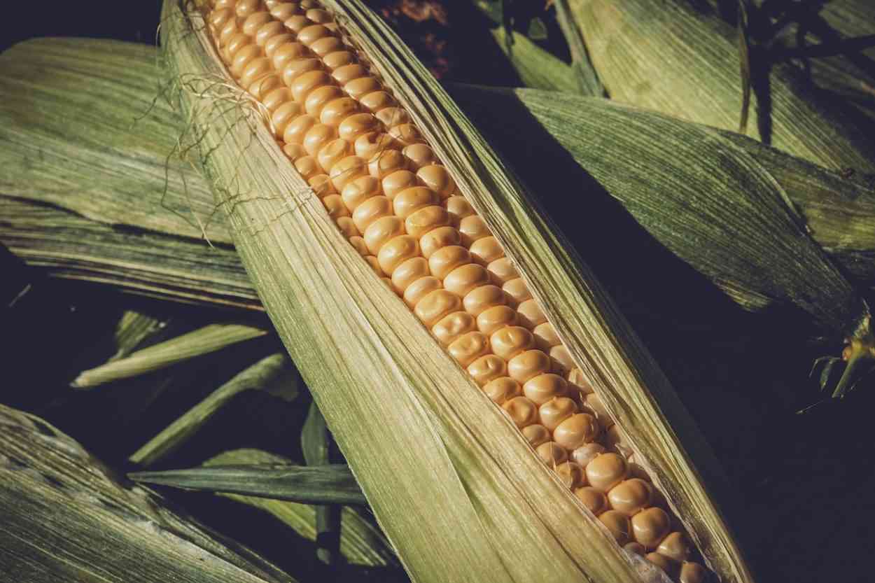 Les enjeux de l’alimentation responsable