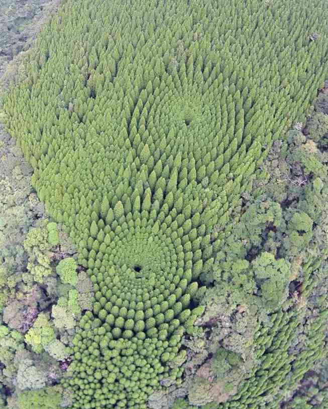 Japon : Des crop circles parfaits découverts dans une forêt