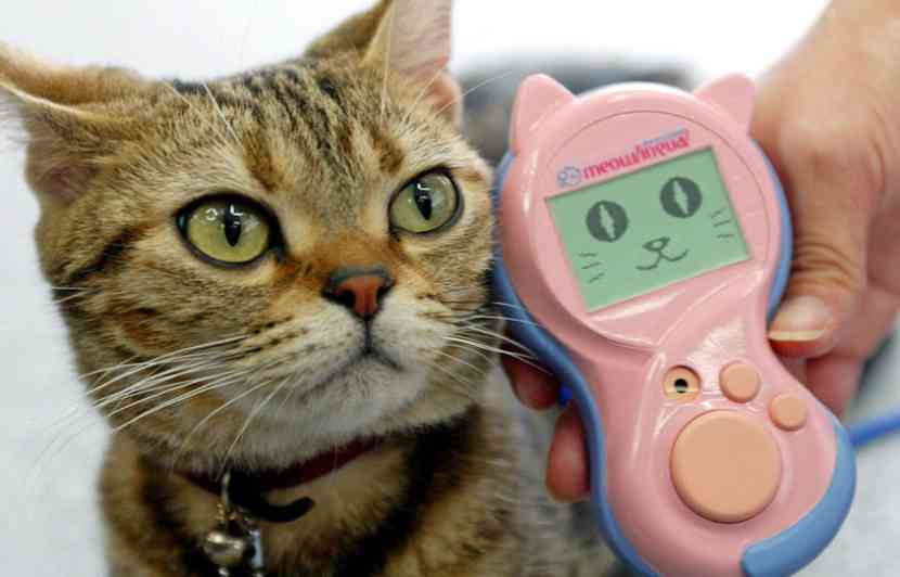 Des japonais ont inventé un traducteur pour comprendre les chats...