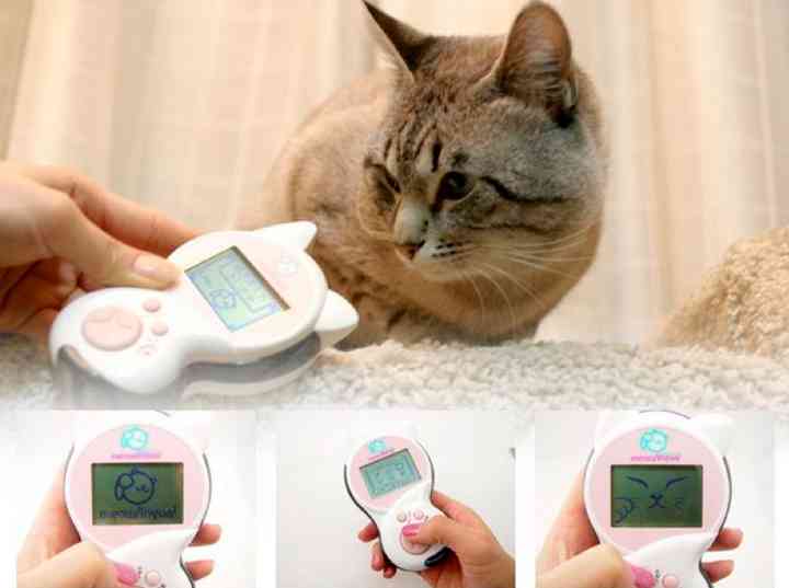 Insolite Un Traducteur Pour Comprendre Les Chats Insolite Un Traducteur Pour Comprendre Les Chats