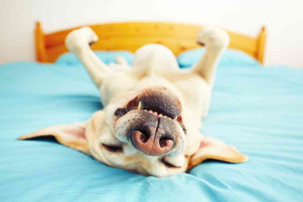 Belgique : Il faut désormais un permis pour détenir un animal de compagnie