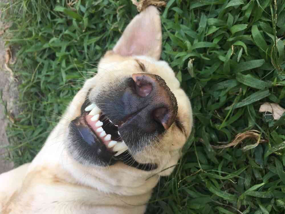 Une étonnante machine en bois qui caresse votre chien à votre place