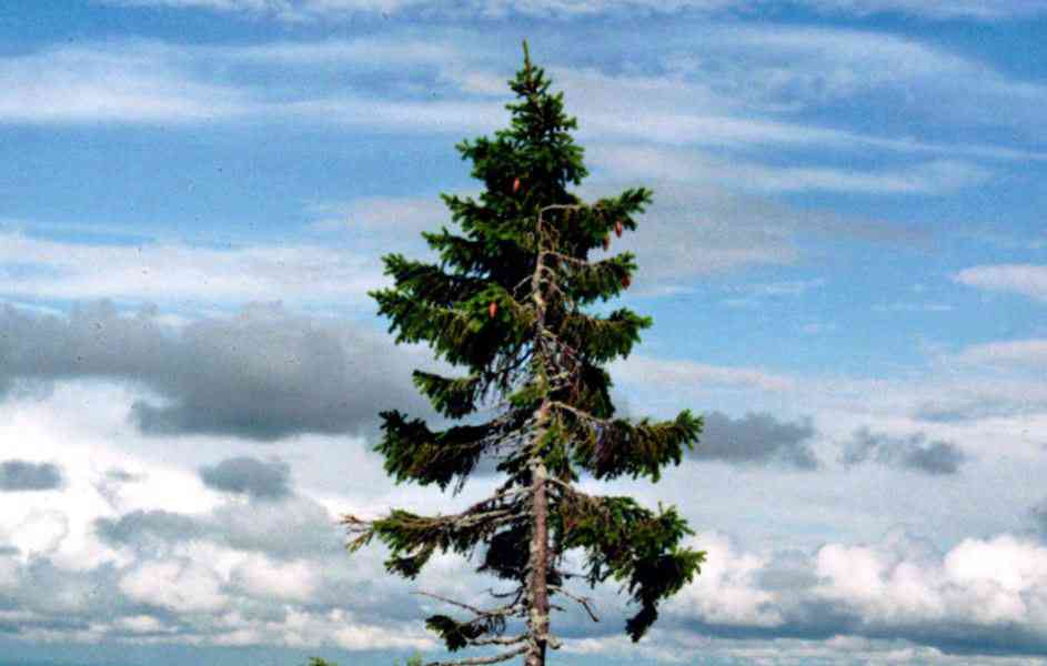 Le plus viel arbre du monde à plus de 9500 ans, c'est un épicéa ...