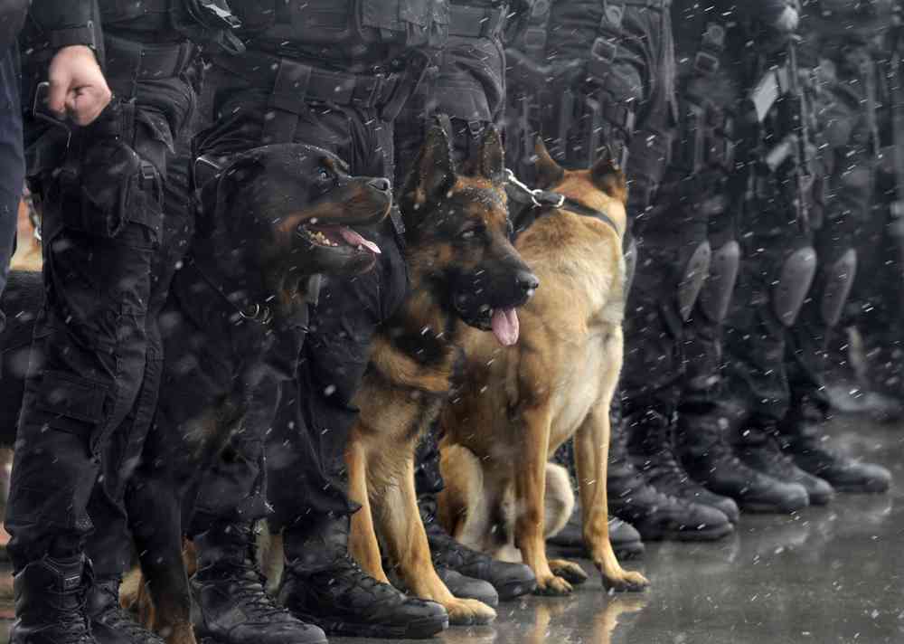 La chine va cloner ses chiens policiers "Sherlock Holmes" pour réduire la durée de dressage