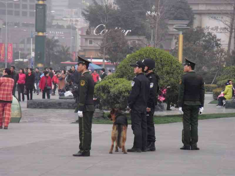 La chine va cloner ses chiens policiers "Sherlock Holmes" pour réduire la durée de dressage