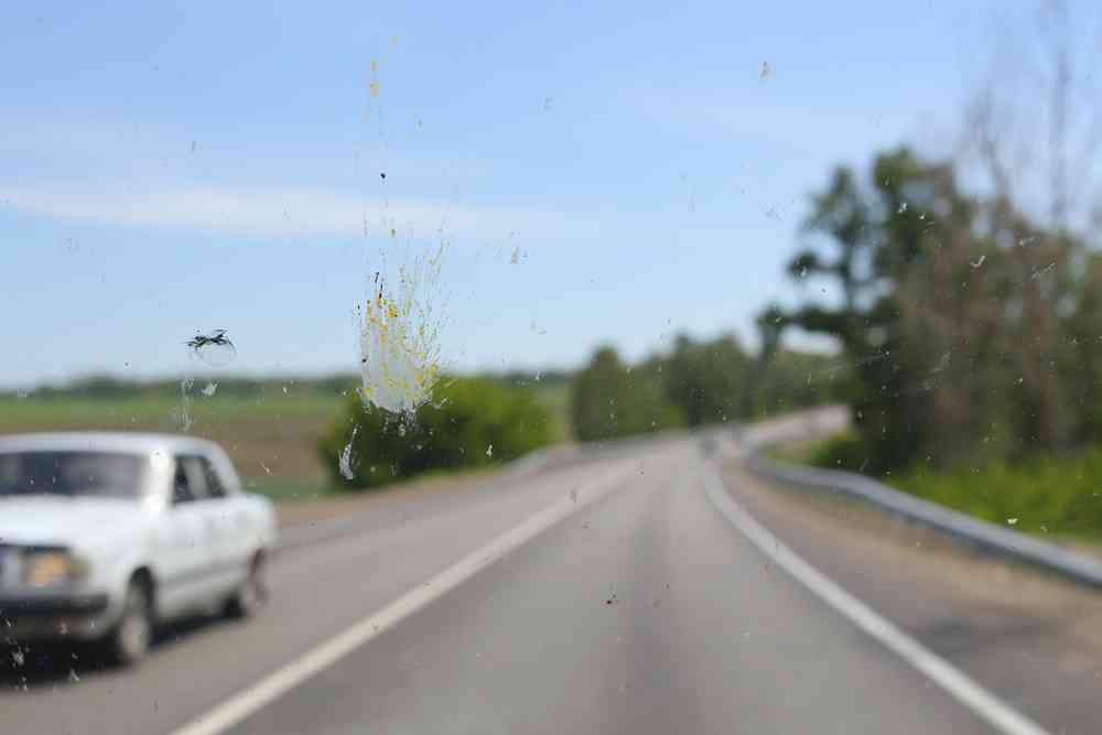De moins en moins d'insectes s'écrasent sur nos pare‑brises, et c'est très inquiétant...