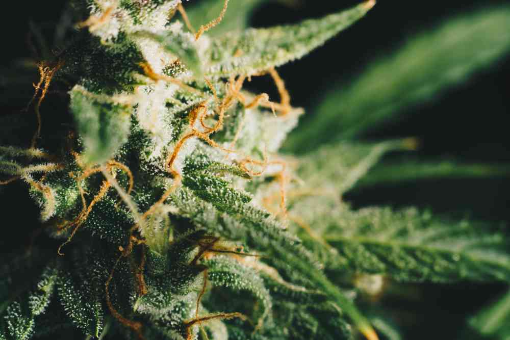 Cette levure de bière génétiquement modifiée produit du THC à la place de l’al­cool