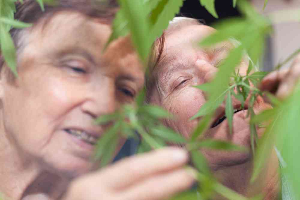 Dans cette maison de retraite de Genève on soigne les résidents avec du cannabis