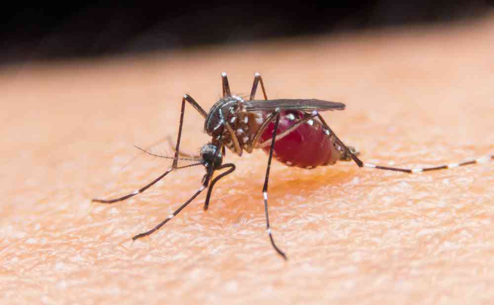Pour lutter contre le paludisme, ce médicament transforme notre sang en poison pour les moustiques