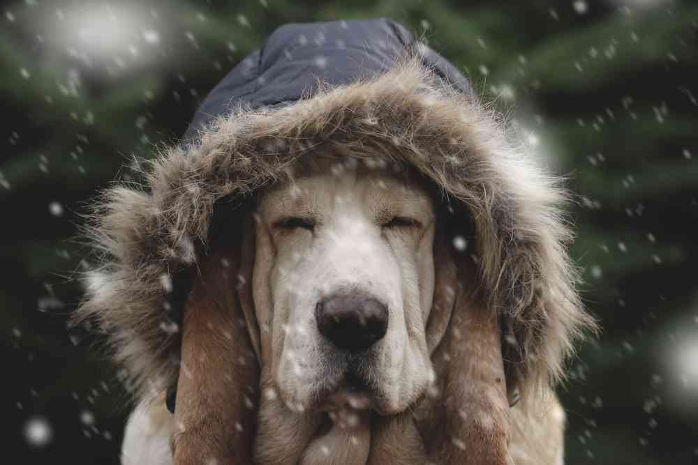 Ces étudiants ont inventé une niche chauffée à l'énergie solaire pour protéger les animaux errants l'hiver