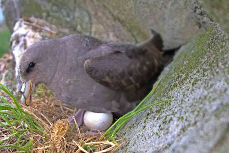 On retrouve du plastique jusque dans des œufs des oiseaux en Arctique...