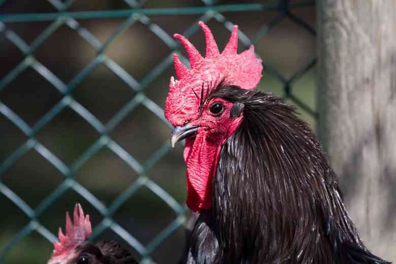 La Poule noire de Janzé est une race de poule domestique originaire de la commune de Janzé, dans l'Ille-et-Vilaine, en France. Elle est caractérisée par son plumage noir et sa belle crête rouge