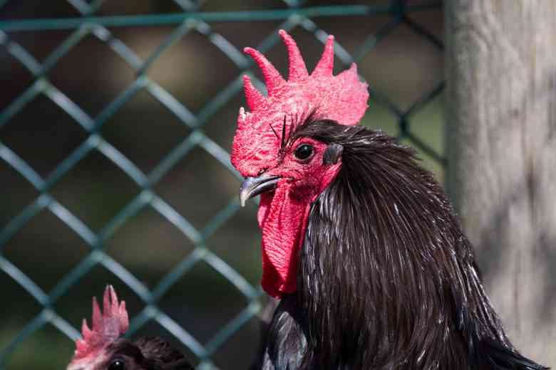 Cette race de poule permet de lutter naturellement contre les frelons asiatiques