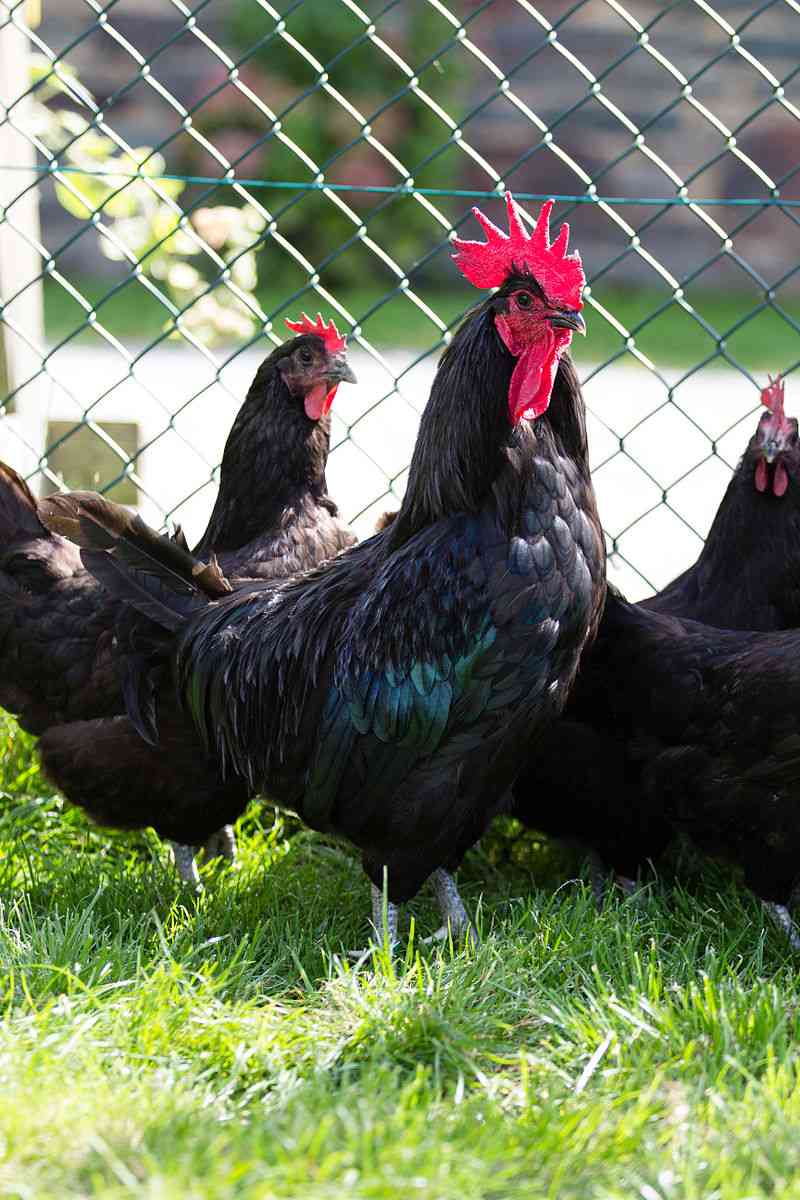 Comment utiliser les poules pour chasser les frelons asiatiques ?