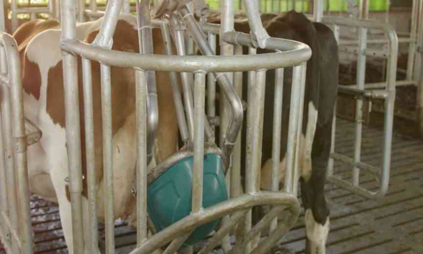 CowToilet, ou comment apprendre aux vaches à aller aux toilettes pour réduire les émissions d’ammoniac