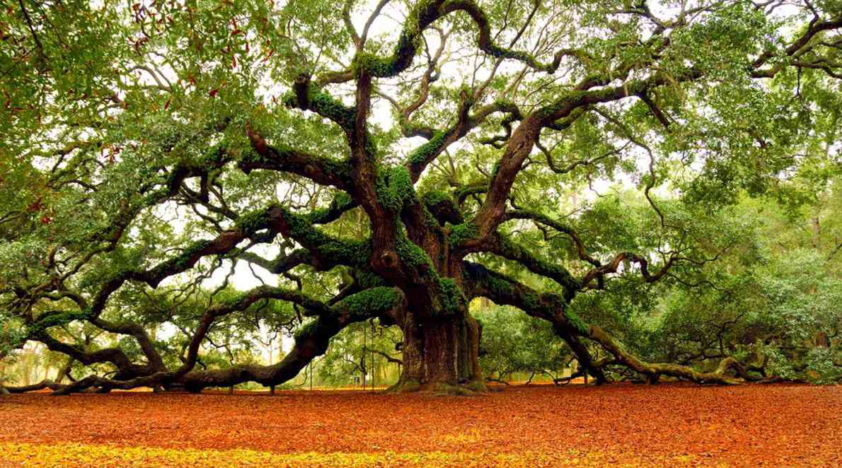 Un américain clone des arbres millénaires capables d’absorber les tonnes de dioxydes de carbone