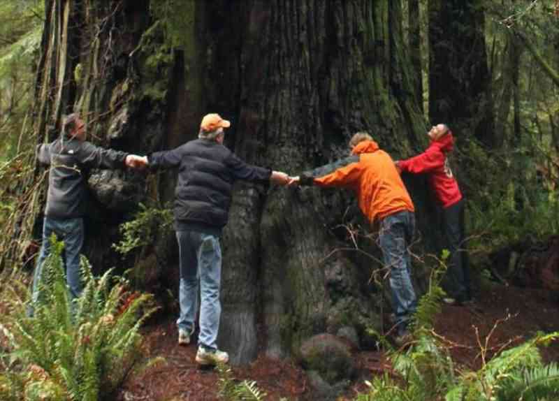 Un américain clone des arbres millénaires capables d’absorber les tonnes de dioxydes de carbone
