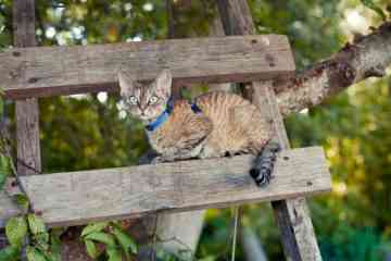 Suisse Des Echelles Sur Les Facades Pour Aider Les Chat A Circuler Plus Librement Neozone