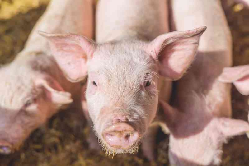 Des chercheurs ont réanimé des cerveaux de porcs décapités 4 heures après leur mort