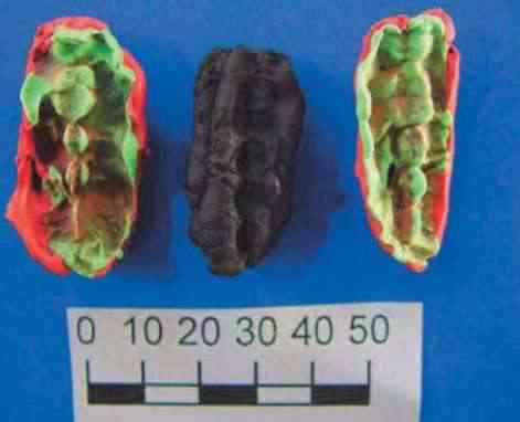 On a retrouvé de l'ADN humain vieux de 9.000 ans dans des "chewing-gums" préhistoriques 