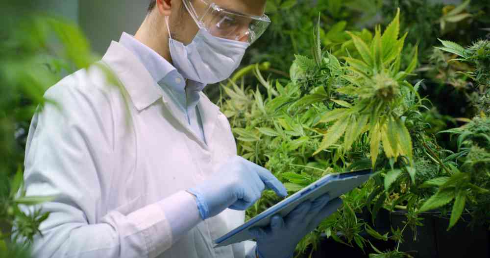 Le cannabis a-t-il un effet anti-cancer ? Un début de rémission interpelle les scientifiques