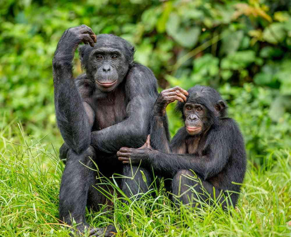 Des chercheurs chinois ont implanté un gène du cerveau humain à des singes