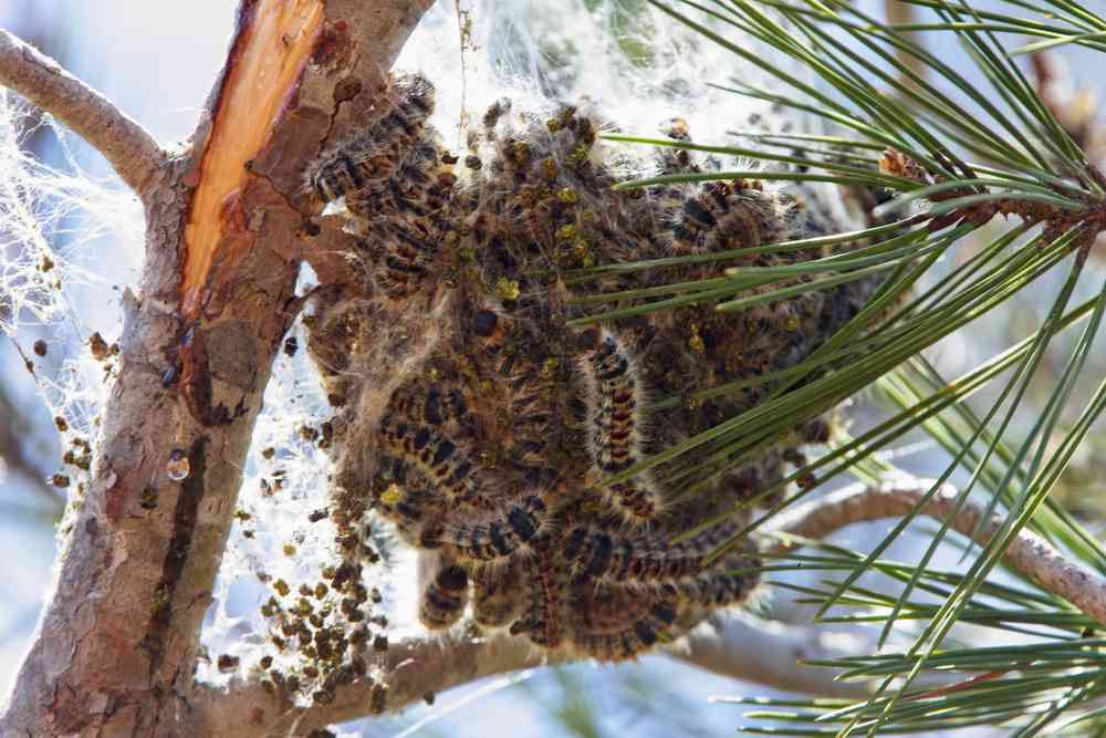 En Côtes d’Armor, on installe des nichoirs à chauves-souris pour combattre les chenilles processionnaires et les moustiques