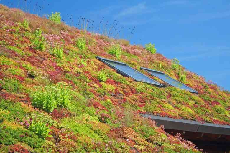 Focus sur les toits végétalisés, un concept écologique et innovant !
