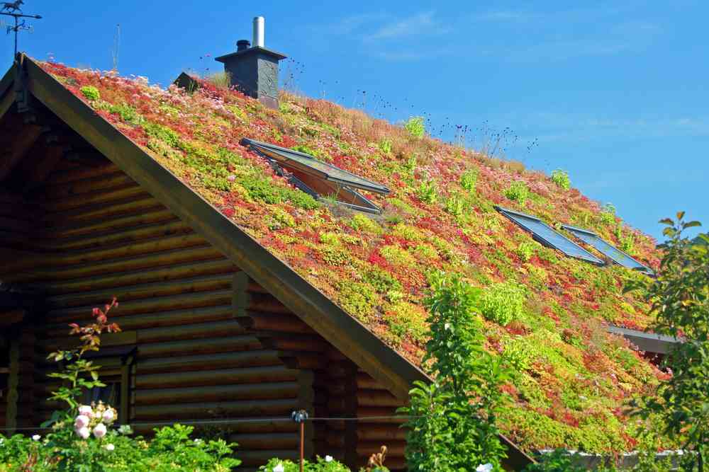 Focus sur les toits végétalisés, un concept écologique et innovant !