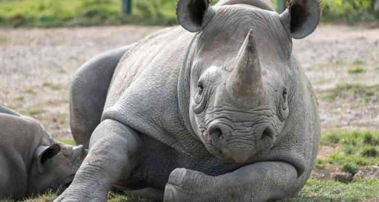 Le Kenya va appliquer la peine de mort pour les braconnage d'animaux protégés