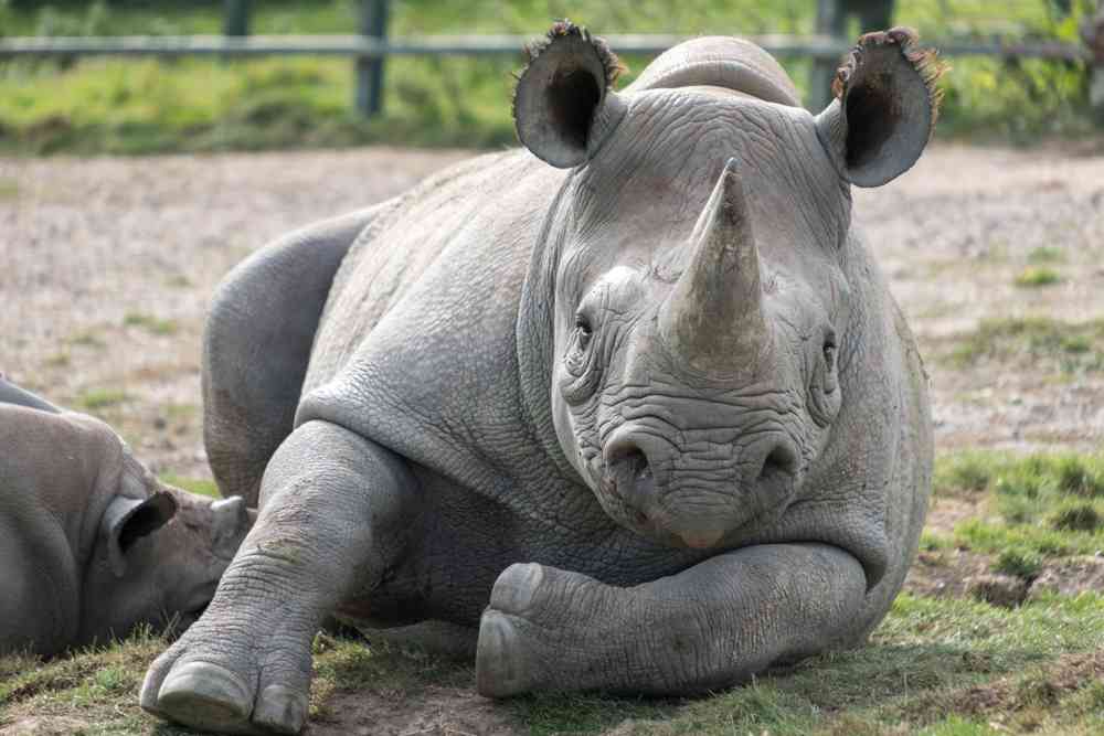 Le Kenya va appliquer la peine de mort pour les braconnage d'animaux protégés
