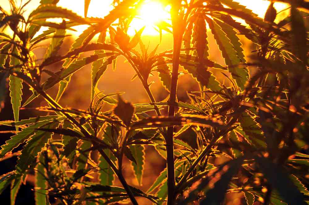 Les Chinois "consommaient" déjà du cannabis il y a 2500 ans...