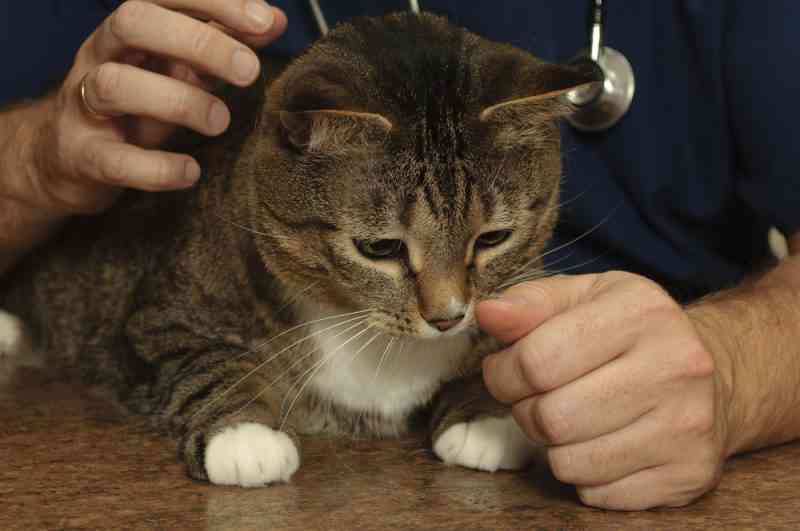 New York va interdire le dégriffage des chats, une pratique barbare encore autorisée dans tous les autres Etats américains...