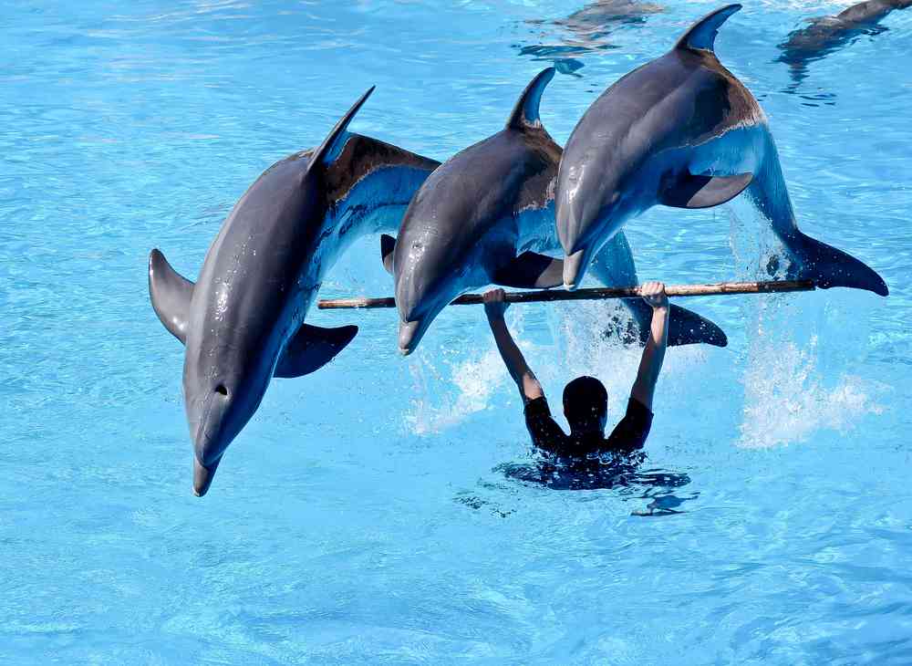 Excellente nouvelle, le Canada va interdire l'élevage et la captivité des cétacés !