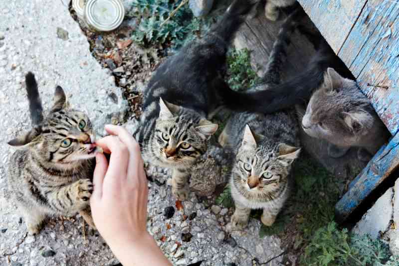 Job de rêve : On recherche une personne pour choyer 55 chats sur une île paradisiaque grecque !