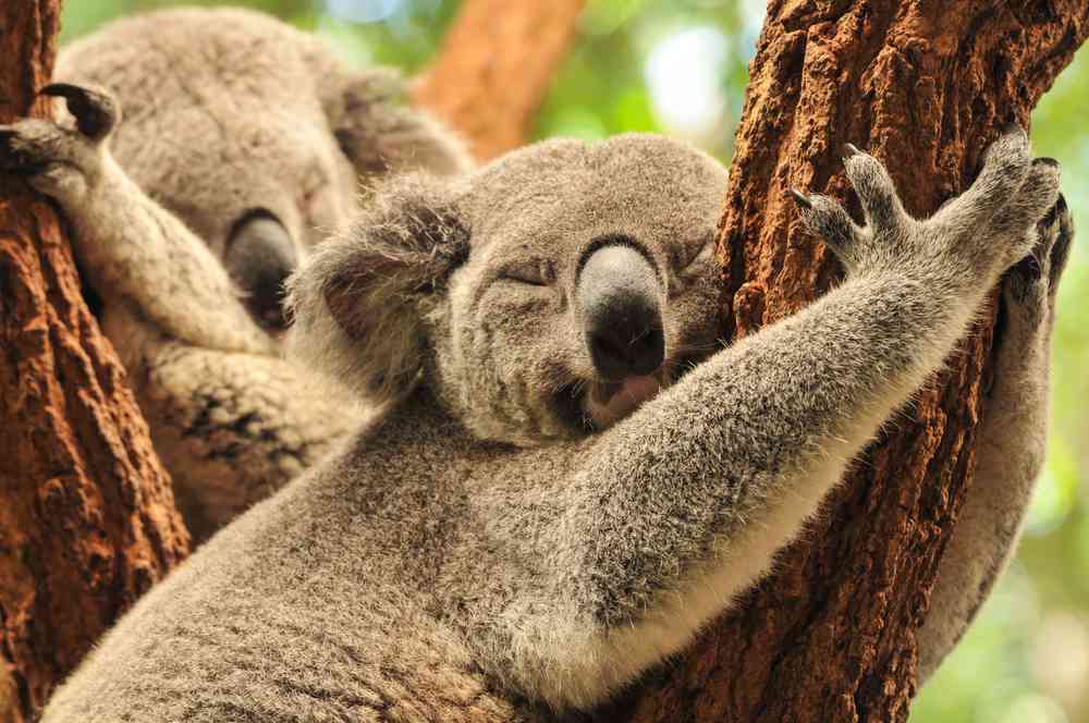 Pendant la canicule, les koalas se rafraîchissent en faisant des câlins aux arbres