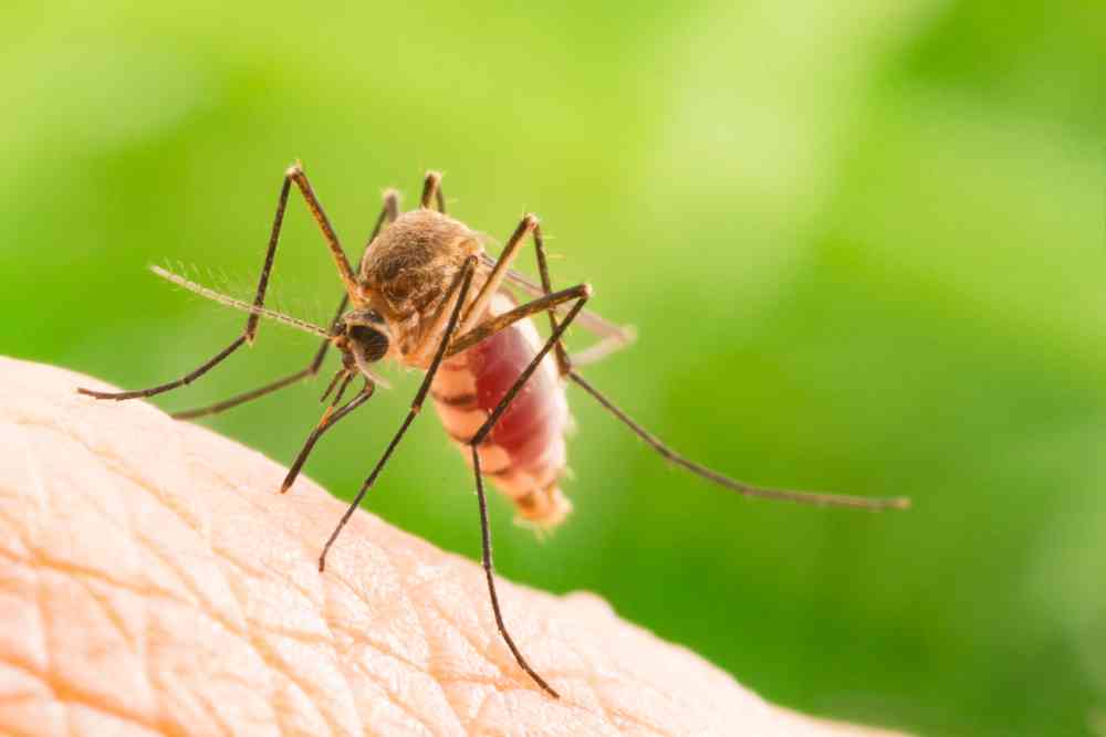 Pour lutter contre le paludisme, des chercheurs ont créé un champignon génétiquement modifié tueur de moustiques