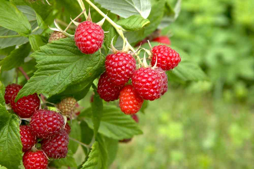 Robocrop, le robot capable de cueillir 25.000 framboises par jour