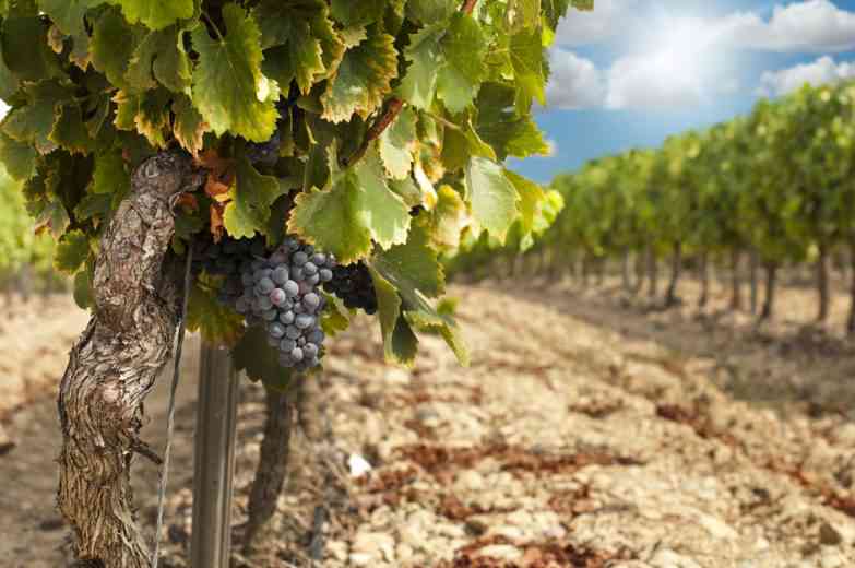 Enterrer des slips en cotons dans les vignobles, l'astuce insolite de ces vignerons pour mesurer la qualité des sols