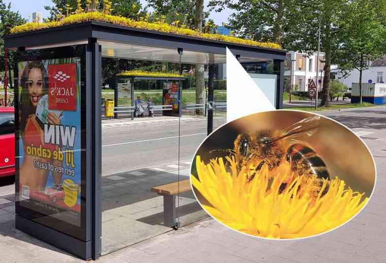 Les Pays-Bas végétalisent 316 abris-bus pour fournir un refuge aux abeilles