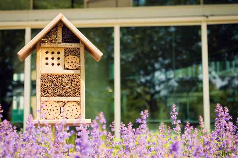 Comment adopter (et aider) les abeilles sauvages avec un nichoir à insectes