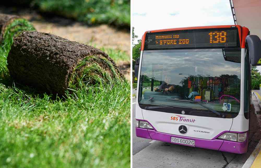 Pour refroidir leurs autobus, les villes de Singapour et Madrid végétalisent les toits des véhicules