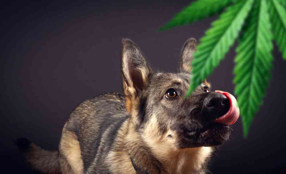 Le cannabis médicinal pour soigner des animaux, le cheval de bataille des vétérinaires canadiens