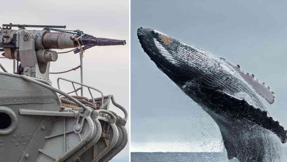Mauvaise nouvelle, le Japon autorise à nouveau la chasse à la baleine....