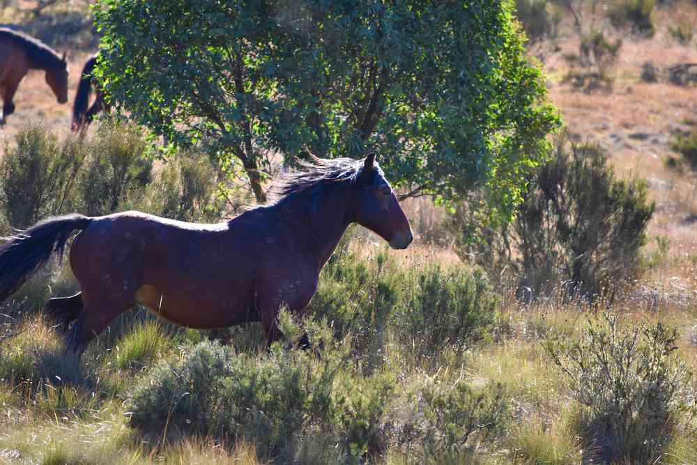 Australie : L'abattage des chevaux par hélicoptère va être interdit grâce à cette française